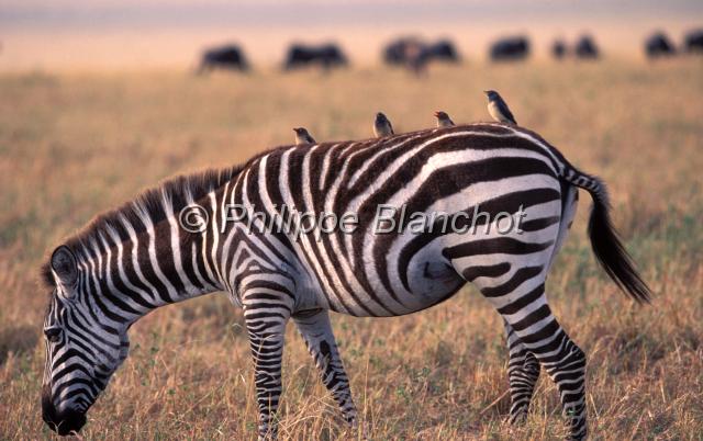 kenya 55.JPG - Piqueboeufs sur le dos d'un zèbreZebraEquus burchelliRéserve de Masai MaraMasai Mara National ReserveKenya